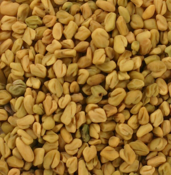 Graines de Fenugrec - semillas de fenogreco